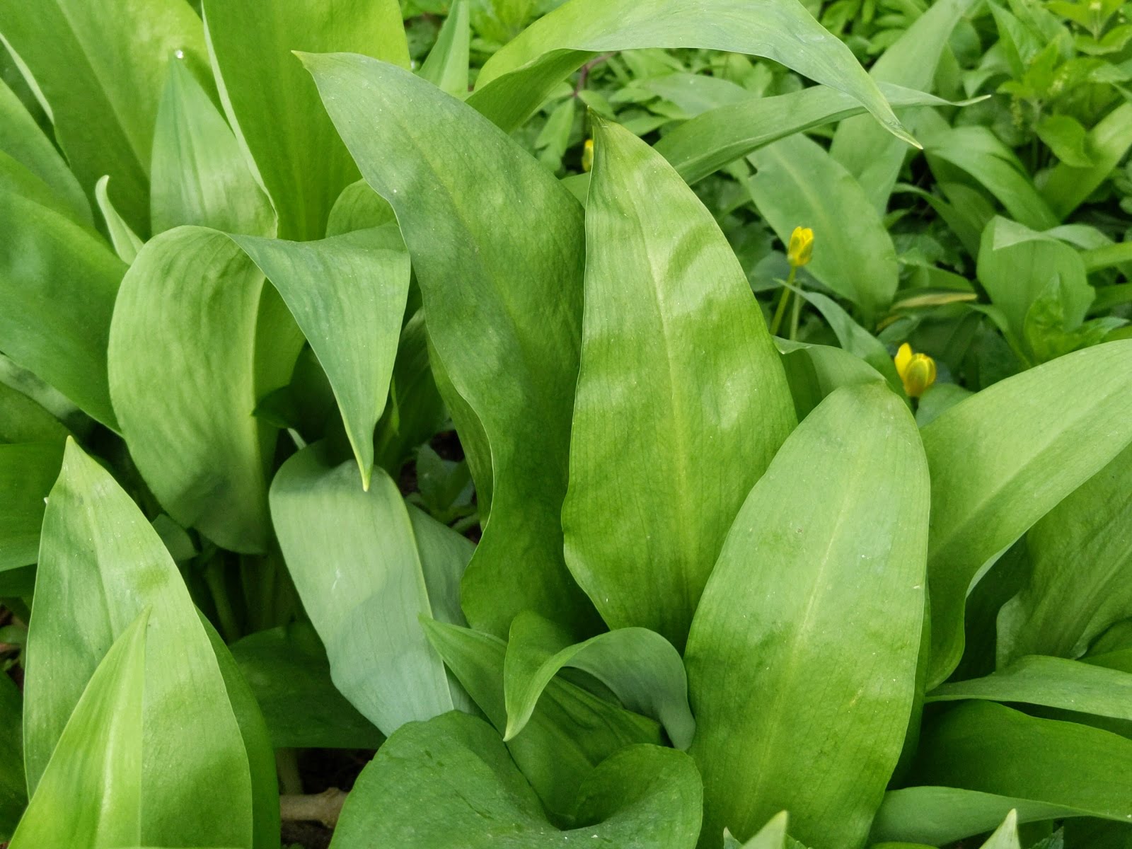 Wild garlic allium ursinum with distinct lanceolate leaves
